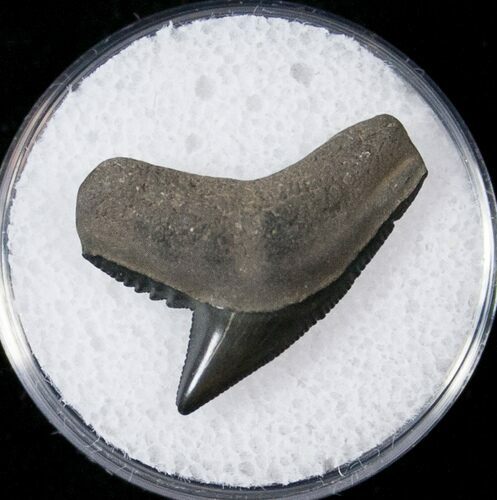 Fossil Tiger Shark Tooth - South Carolina #17314